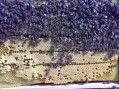 Mladim pčelarima na poklon košnice od grada Šapca