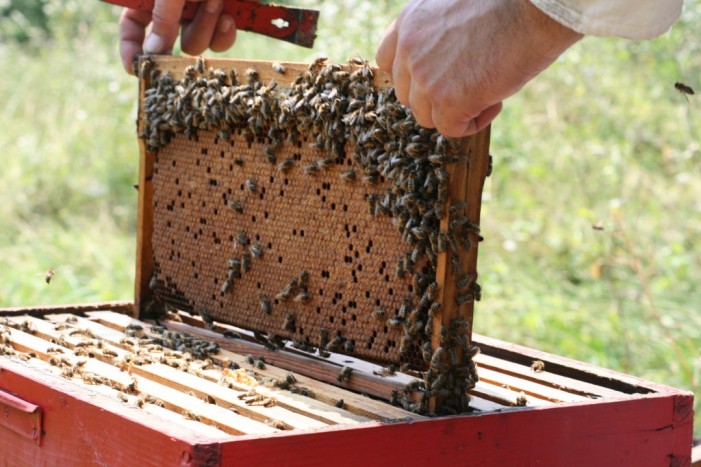 Završena prva faza projekta podrške mladim pčelarima u Srbiji