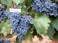 U Prokuplju ponovo oživljava vinogradarstvo