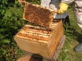 Još osam pčelara iz Čajetina dobili pomoć u košnicama