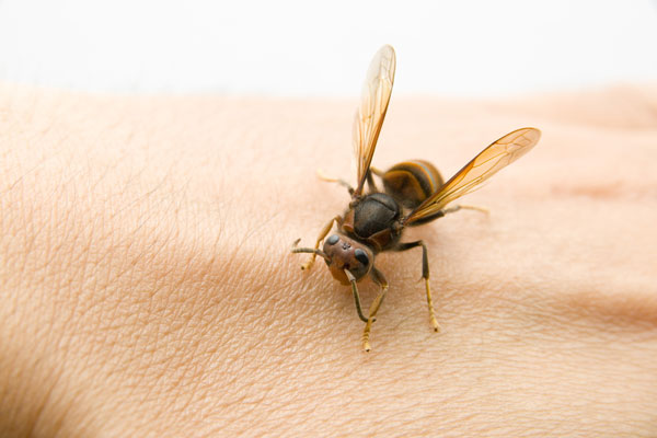 Oprez: Ujedi insekata mogu biti kobni, brza reakcija spasava život