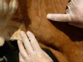 Kvrgava koža goveda: Vakcinacija goveda počinje 20. juna