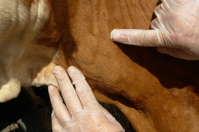 Kvrgava koža goveda: Vakcinacija goveda počinje 20. juna