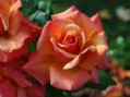 Kako na prirodan način zaštititi ruže?