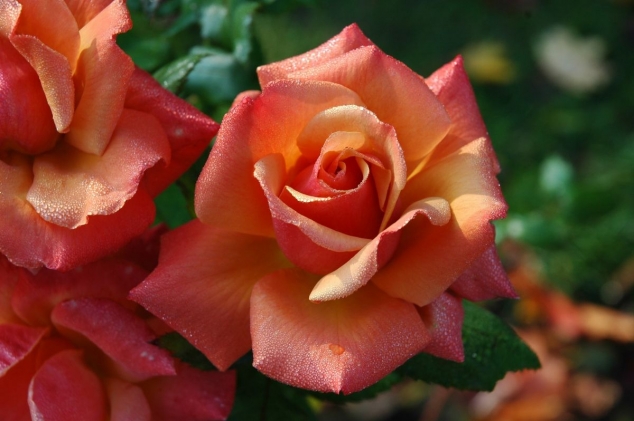 Kako na prirodan način zaštititi ruže?