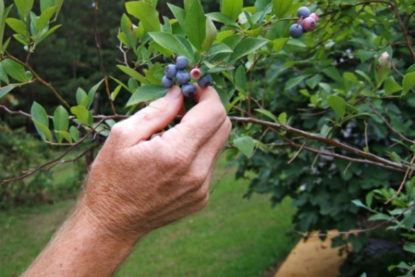 Borovnica – grmasta biljka osetljivih plodova