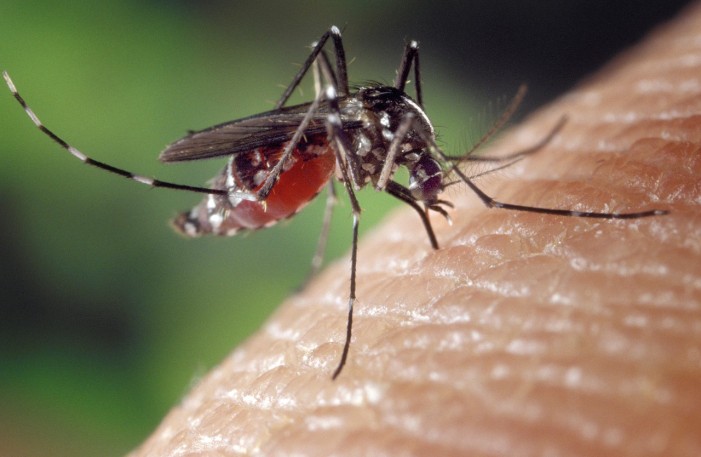 Dobro je znati: prirodni sprejevi protiv komaraca i ujeda ovih insekata