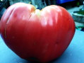 U strogom centru Niša raste najbolji paradajz