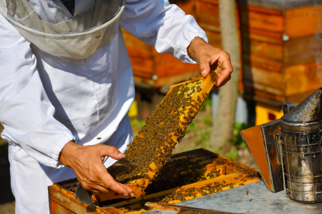 Konkurs sekretarijata za poljoprivredu – 10 miliona dinara za pčelarstvo