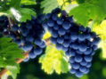 Organska proizvodnja vina u Srbiji