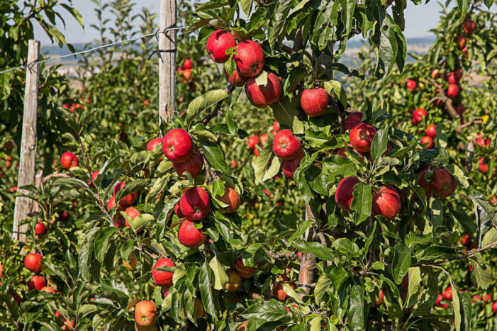 17 stvari koje morate znati pre podizanja voćnjaka