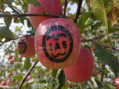 Šumadinac među kineskim jabukama